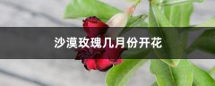 沙漠玫瑰几月份开花