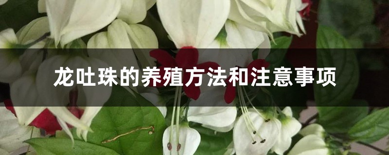 龙吐珠的养殖方法和注意事项