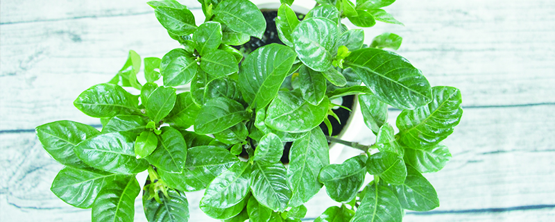冬天可以给花卉换盆吗 冬天可以给花卉换盆吗