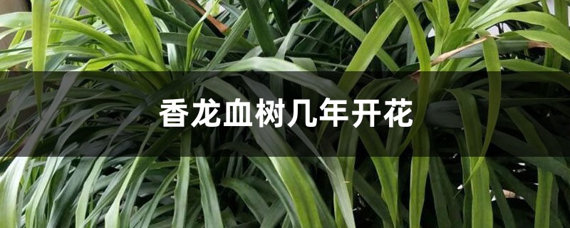 香龙血树几年开花 香龙血树几年开花
