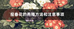 报春花的养殖方法和注意事项