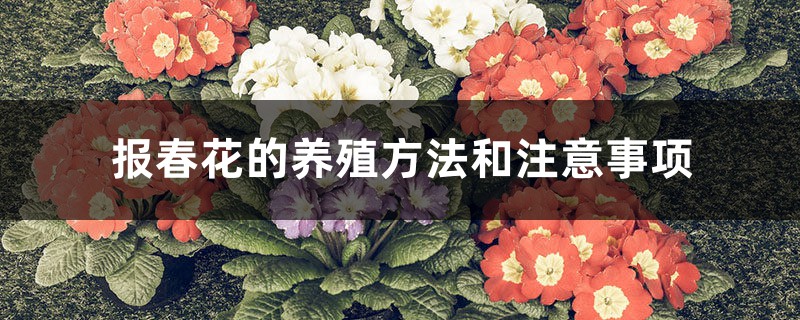 报春花的养殖方法和注意事项