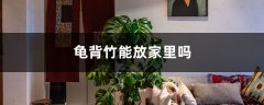 龟背竹能放家里吗，怎么养