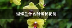 蝴蝶兰什么时候长花剑