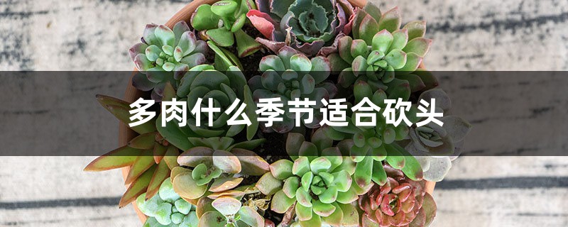 多肉什么季节适合砍头 多肉什么季节适合砍头