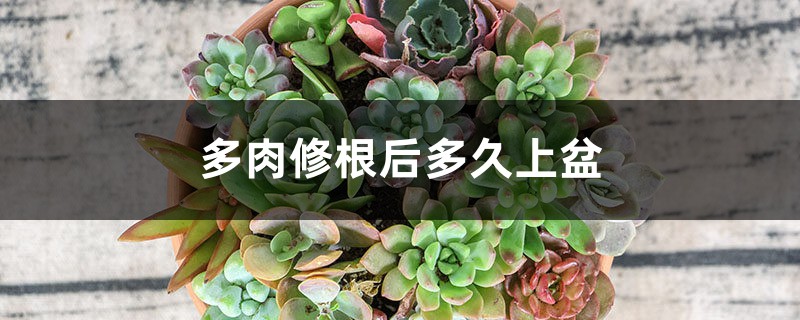 多肉修根后多久上盆 多肉修根后多久上盆