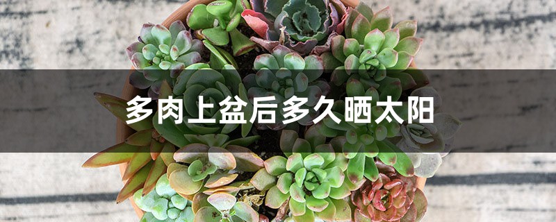 多肉上盆后多久晒太阳 多肉上盆后多久晒太阳
