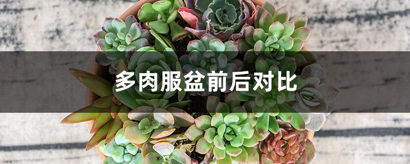 多肉服盆前后对比 多肉服盆前后对比