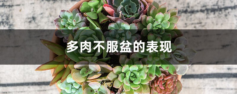 多肉不服盆的表现 多肉不服盆的表现