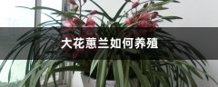 大花蕙兰如何养殖