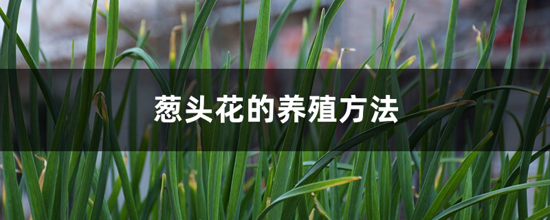 葱头花的养殖方法 葱头花的养殖方法