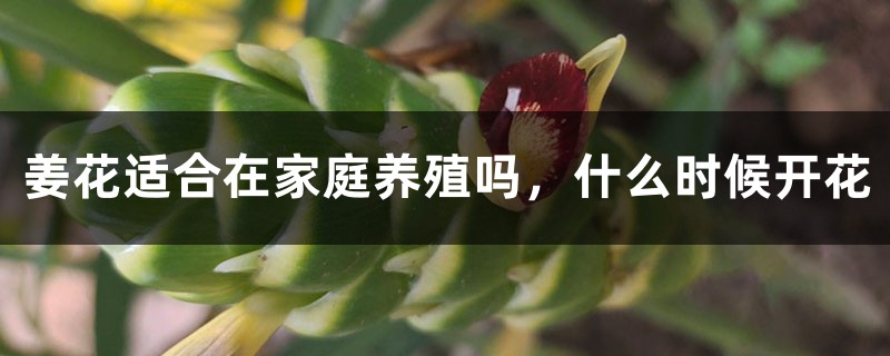 姜花适合在家庭养殖吗，什么时候开花