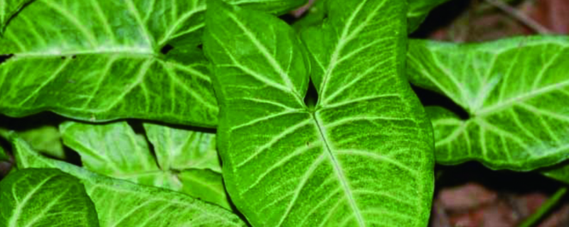 合果芋能放在卧室吗 合果芋能放在卧室吗