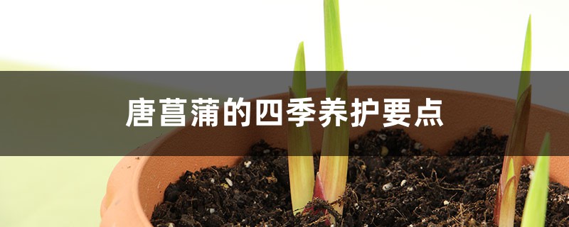 唐菖蒲的四季养护要点 唐菖蒲的四季养护要点