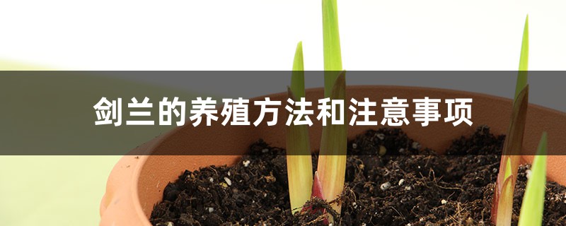 剑兰的养殖方法和注意事项 剑兰的养殖方法和注意事项