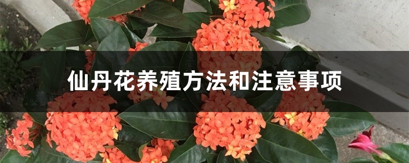 仙丹花养殖方法和注意事项 仙丹花养殖方法和注意事项