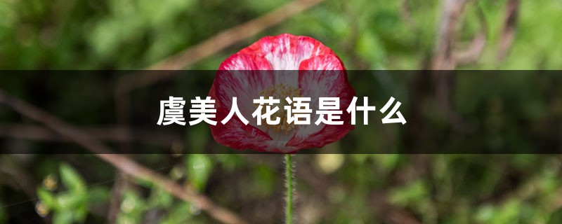 虞美人花语是什么 虞美人花语是什么