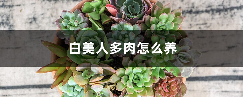 白美人多肉怎么养 白美人多肉怎么养