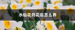 水仙花开花后怎么养