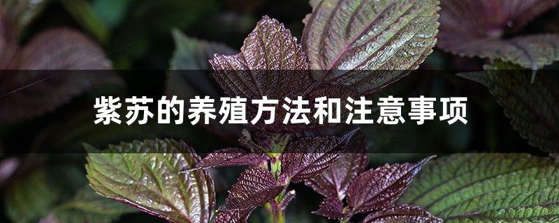 紫苏的养殖方法和注意事项 紫苏的养殖方法和注意事项