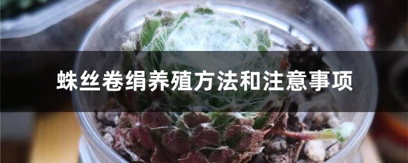 蛛丝卷绢养殖方法和注意事项 蛛丝卷绢养殖方法和注意事项