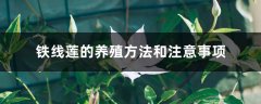 铁线莲的养殖方法和注意事项