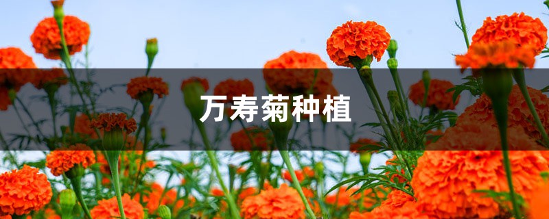 万寿菊种植方法 万寿菊种植方法