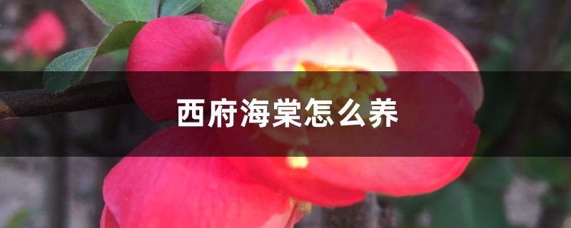 西府海棠怎么养 西府海棠怎么养