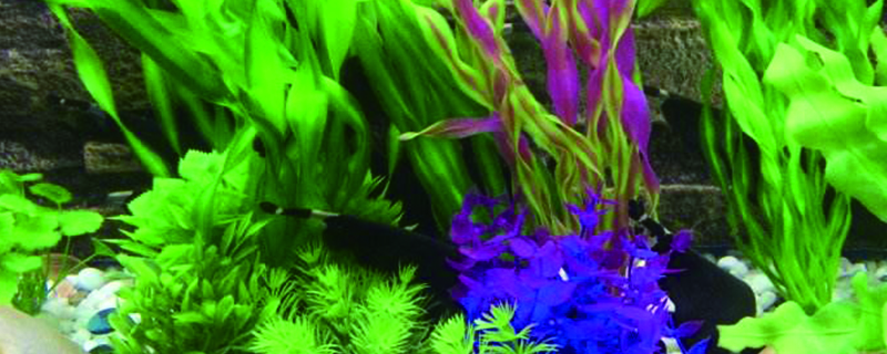 水草种子几天发芽(种植方法图解),发芽几天可以加水 水草种子几天发芽(种植方法图解),发芽几天可以加水
