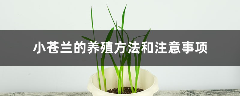 小苍兰的养殖方法和注意事项