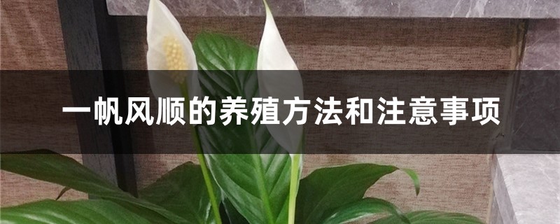 一帆风顺的养殖方法和注意事项大全