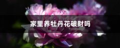 家里养牡丹花破财吗，老人说牡丹不能进家是真的吗