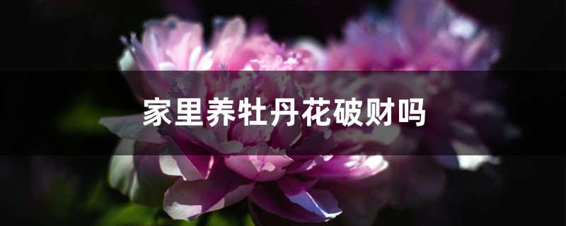 家里养牡丹花破财吗，老人说牡丹不能进家是真的吗