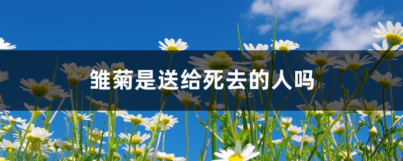 雏菊是送给死去的人吗(不同颜色雏菊的花语) 雏菊是送给死去的人吗(不同颜色雏菊的花语)