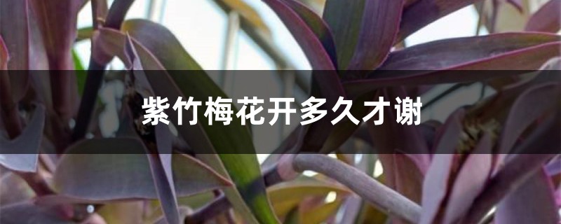 紫竹梅花期是什么时候,花开多久才谢 紫竹梅花期是什么时候,花开多久才谢