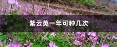紫云英一年可种几次，如何播种？