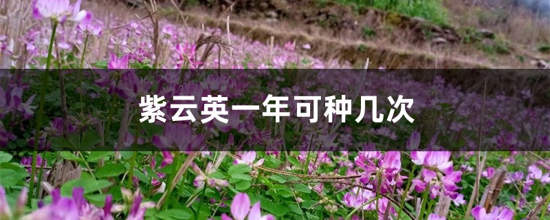 紫云英一年可种几次,如何播种? 紫云英一年可种几次,如何播种?