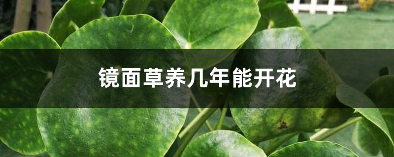 镜面草养几年能开花，开花是什么样