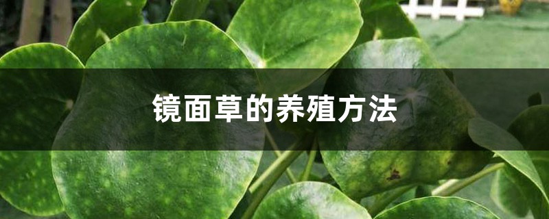 镜面草的养殖方法（水培和土培）