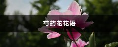 芍药花花语，有什么象征意义和传说