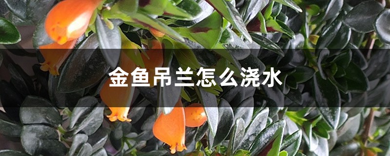 金鱼吊兰多长时间浇水(四季浇水方法) 金鱼吊兰多长时间浇水(四季浇水方法)