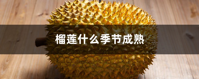 榴莲什么季节成熟,什么季节吃又便宜又好 榴莲什么季节成熟,什么季节吃又便宜又好
