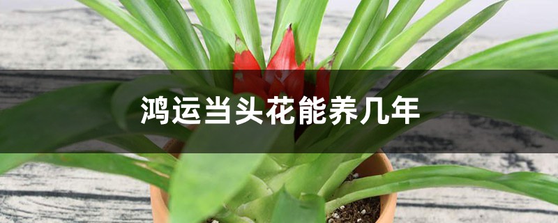 鸿运当头花能养几年，开完花怎么养