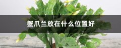 蟹爪兰的摆放方位，风水意义是什么？