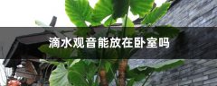 滴水观音能放在卧室吗，有毒吗