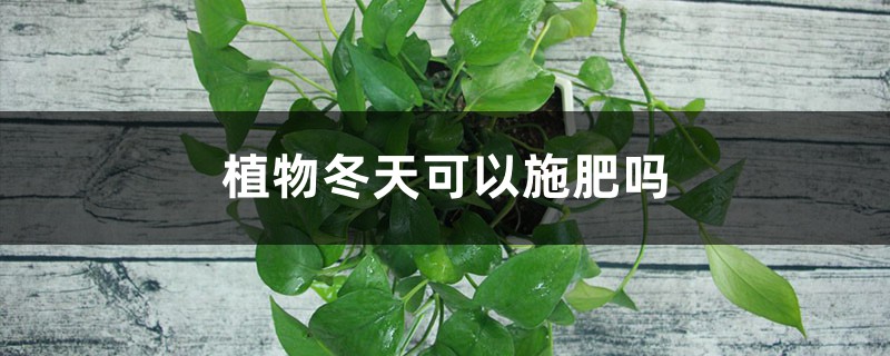 植物冬天可以施肥吗(绿萝、吊兰……5种常见花施肥方法) 植物冬天可以施肥吗(绿萝、吊兰……5种常见花施肥方法)
