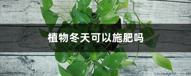 植物冬天可以施肥吗（绿萝、吊兰……5种常见花施肥方法）