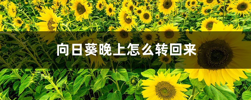 向日葵晚上怎么转回来,为什么总是向着太阳? 向日葵晚上怎么转回来,为什么总是向着太阳?