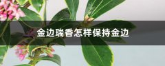 金边瑞香怎样保持金边（附养殖小窍门）