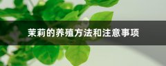 茉莉的养殖方法和注意事项